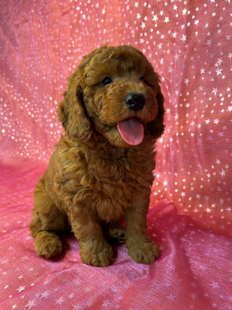 Dark Red Mini Goldendoodle Puppy for Sale DOB 2-6-2025 $1200